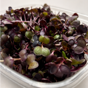 Micro Radish