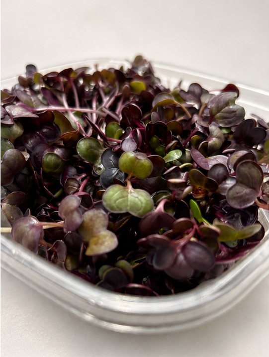Micro Radish